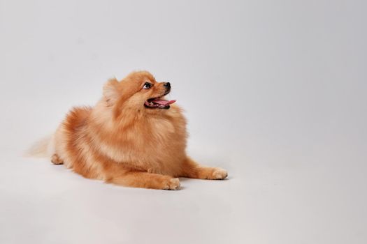 Happy cute red Pomeranian dog lies and looks up on a light background.
