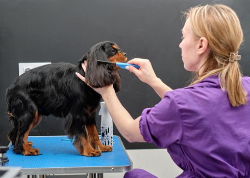 A cocker spaniel stands on a table while being groomed by a woman.