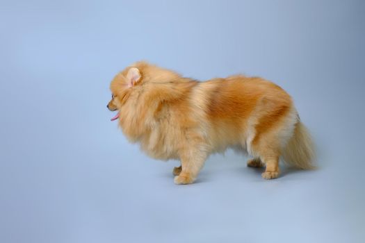 Happy cute red Pomeranian dog on a blue background after a haircut.