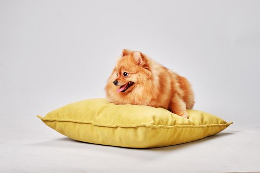 The pomeranian lies on a yellow pillow on a gray background.