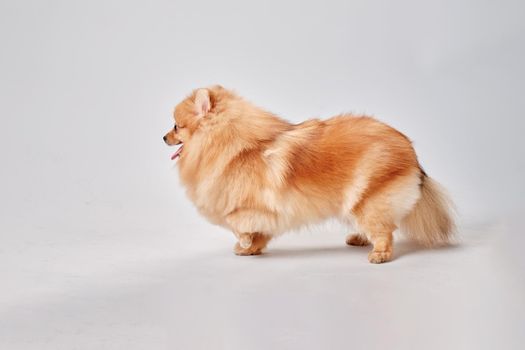 The Pomeranian dog stands sideways to the camera.