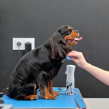 Female groomer combs a black cocker spaniel with a comb.