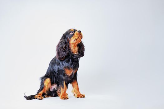 cute spaniel dog on a light background with a well-groomed coat.