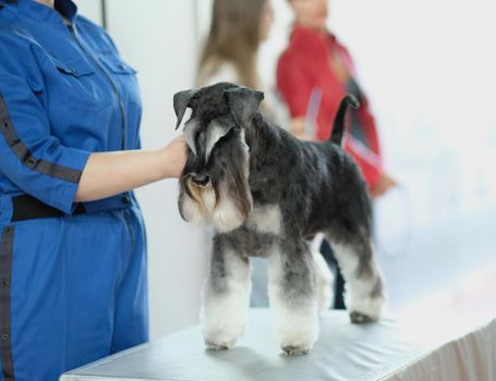 The perfect haircut for a schnauzer dog standing on a grooming table.