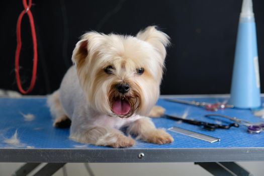 The Yorkshire terrier is lying on the table next to scissors and a comb for grooming.