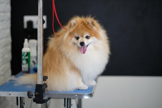 funny Pomeranian looks at the camera sitting on the table.