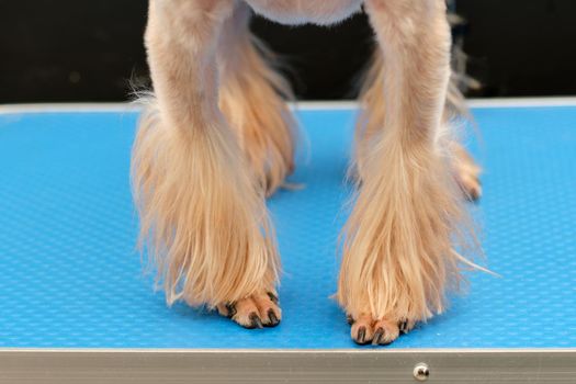 Trimmed paws of a Yorkshire Terrier breed dog close-up.