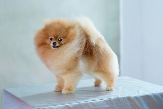 Pomeranian with perfect shapes after a haircut in the salon stands on the grooming table.