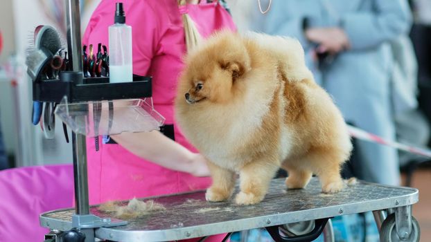 Pomeranian pomeranian during a haircut on the table in the salon for animals.