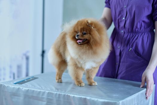 A pomeranian with a double type of wool in a rack on the table after grooming.