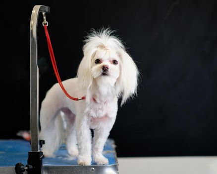 Maltese lapdog on the grooming table with a red ring attached to the bracket.