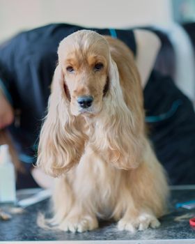 A dog during grooming on a table in an animal salon. Spaniel care. Beauty salon for animals..