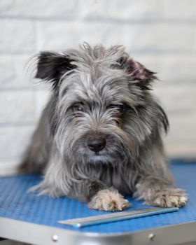 A Schnauzer dog grown up to trimming in a dog salon.