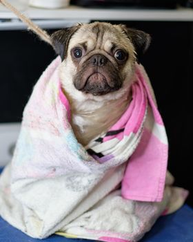 The pug sits on the table in a towel while drying the wool.