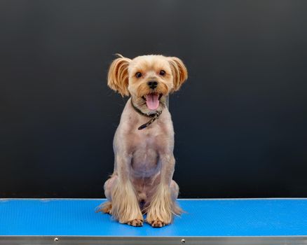 Yorkshire terrier on a blue table in front of a black background.