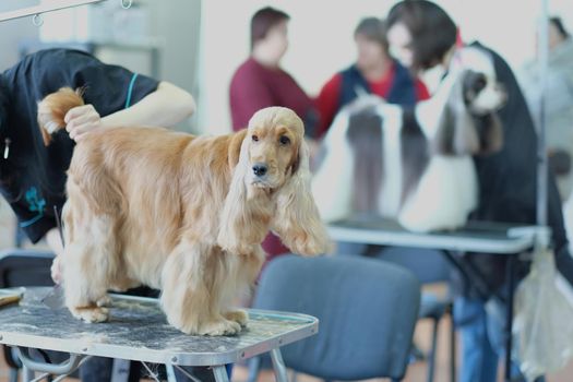 English cocker spaniel stands on the table during grooming. Beauty salon for animals.