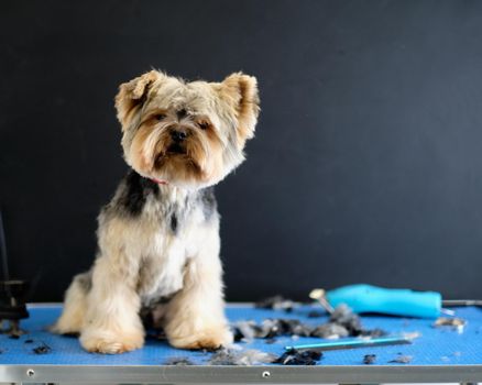 A Yorkshire terrier sits on a table next to wool and scissors.