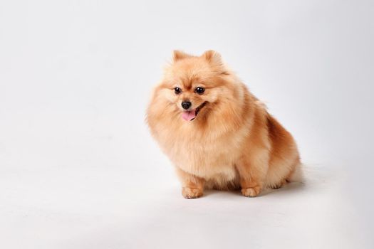 A charming well-groomed pomeranian sits on a gray background.