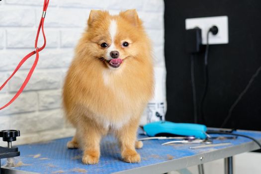 A red-haired pomeranian with his tongue out on a grooming table next to professional tools.