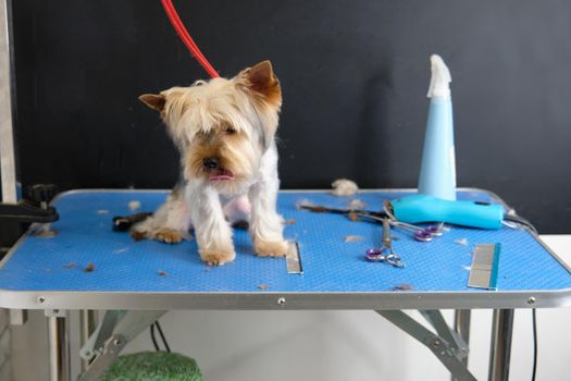 A Yorkshire terrier sits on a table in a grooming room.