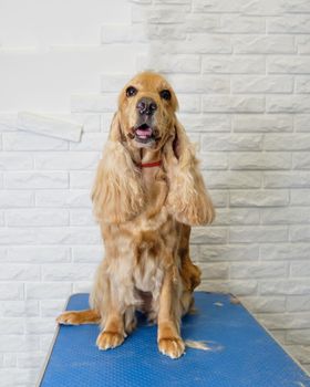 portrait of a red-haired English spaniel on a white brick background.