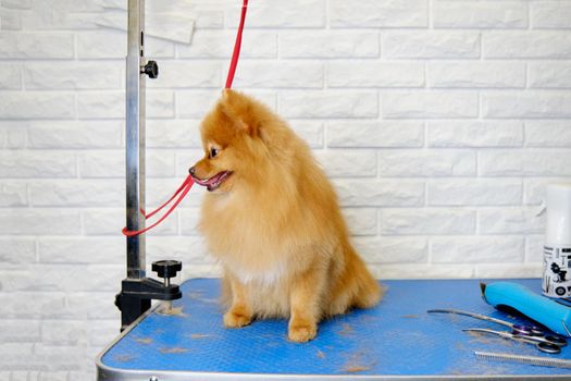 A red-haired pomeranian sits on a table in a pet salon against a brick background.