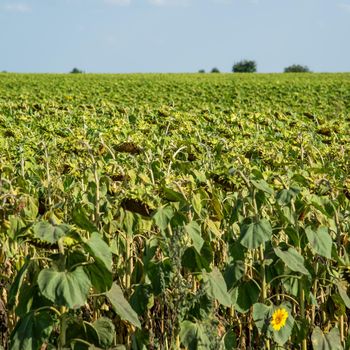 a field with a ripe sunflowers, Russia