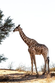 Giraffe eating isolated in white background in Kgalagadi transfrontier park, South Africa ; Specie Giraffa camelopardalis family of Giraffidae
