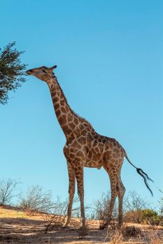 Giraffe eating isolated in blue sky in Kgalagadi transfrontier park, South Africa ; Specie Giraffa camelopardalis family of Giraffidae