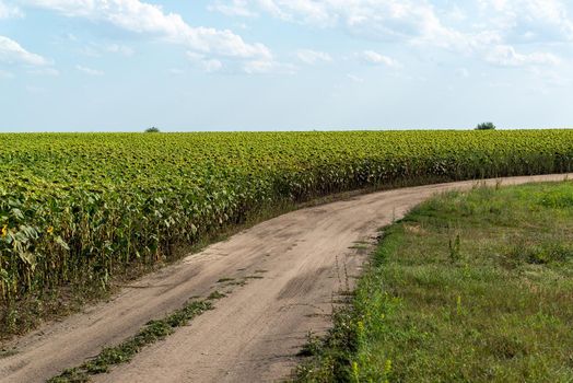 Dirt road along a field with a ripe sunflowers, Russia