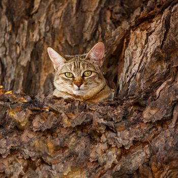 Southern African wildcat hidding in a tree trunk in Kgalagadi transfrontier park, South Africa; specie Felis silvestris cafra family of Felidae