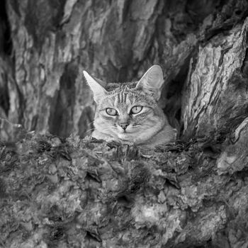 Southern African wildcat hidding in a tree trunk in Kgalagadi transfrontier park, South Africa; specie Felis silvestris cafra family of Felidae