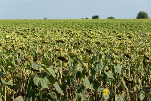 a field with a ripe sunflowers, Russia