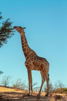 Giraffe eating isolated in blue sky in Kgalagadi transfrontier park, South Africa ; Specie Giraffa camelopardalis family of Giraffidae
