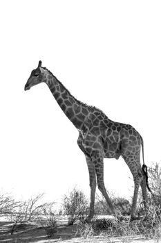 Giraffe isolated in white background in Kgalagadi transfrontier park, South Africa ; Specie Giraffa camelopardalis family of Giraffidae