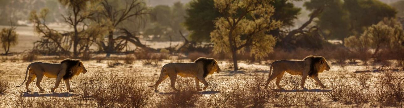 African lion male walking in sand dune at sunrise  in Kgalagadi transfrontier park, South Africa; Specie panthera leo family of felidae