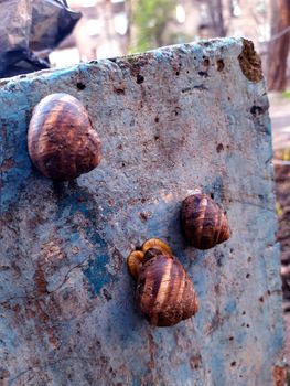 Grape snails live on a concrete surface in the yard.