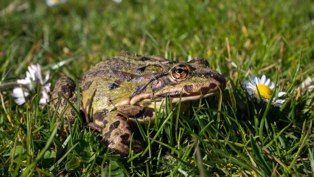 Green toad on the lawn. Common Toad ( Sapo Comun). Close-Up. Frog on a grass.