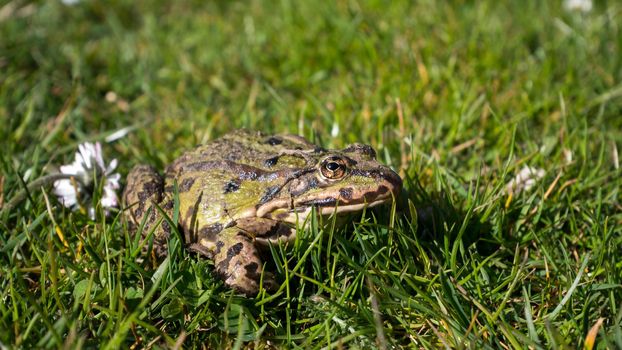 Green toad on the lawn. Common Toad ( Sapo Comun). Close-Up. Frog on a grass.