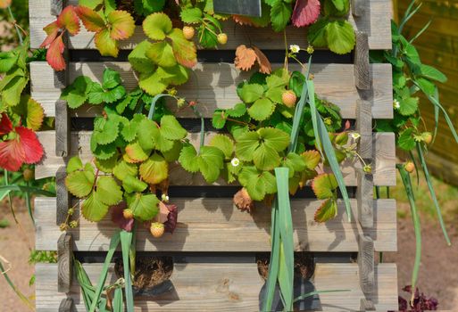 Strawberries hanging in raised bed Summer season