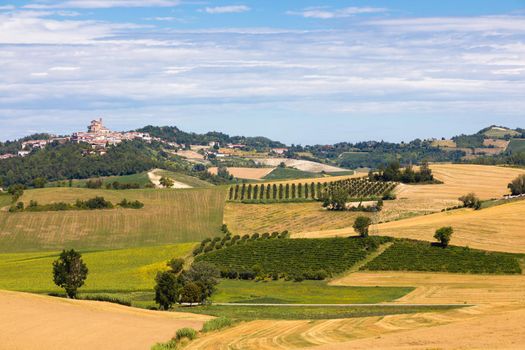 Barbera vineyard in Piedmont - Piemonte - region, Italy. Countryside landscape in Langhe area.