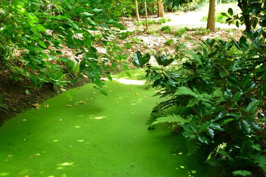 Lush green swamp or bog in sunny day