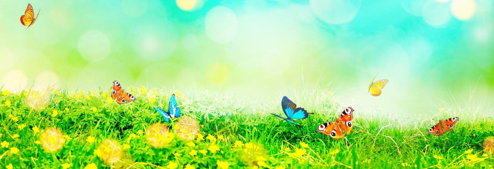 Flying butterfly in spring morning. Panoramic view.