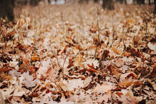 Beautiful autumn landscape with yellow trees and sun. Colorful foliage in the park. Falling leaves natural background