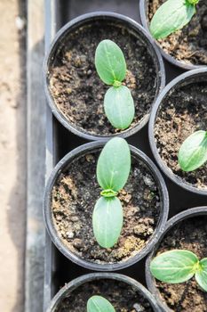 Seedlings of cucumbers in cups on the window. Selective focus. nature