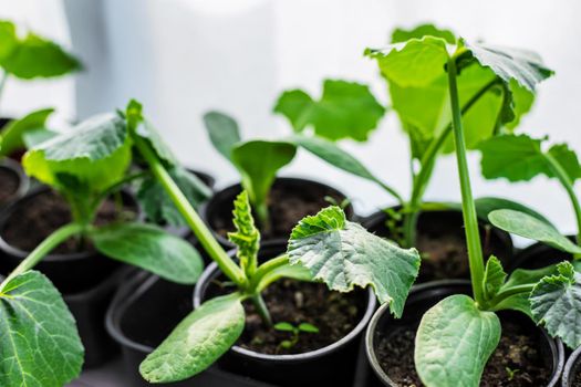 Saplings for planting zucchini on the window. Selective focus. nature