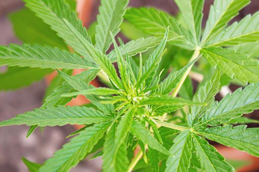 Cannabis leaves on concrete background. Selective focus. nature.