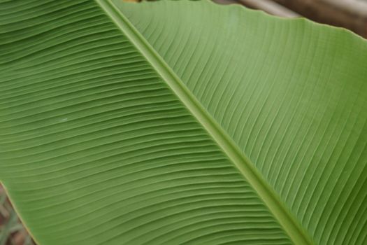 A leaf of a green plant in close-up, macro photography.
