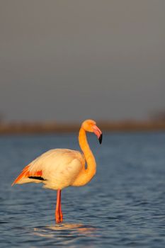 Flamingo in Parc Naturel regional de Camargue, Provence, France