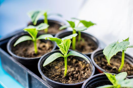 Seedlings of cucumbers in cups on the window. Selective focus. nature